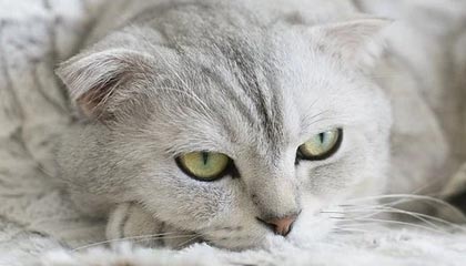 记者：德容新经纪人与德科会面，球员将续约至2028年+1年延长