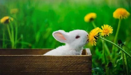 华体会APP-GA黄金甲体育：以科技铸就运动之美，点亮你的力量之路